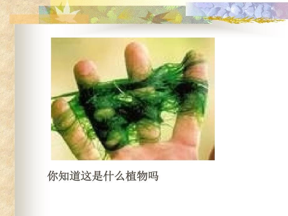 绿色植物主要类群_第5页