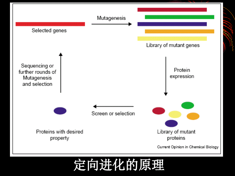 基因工程8DNA诱变_第2页