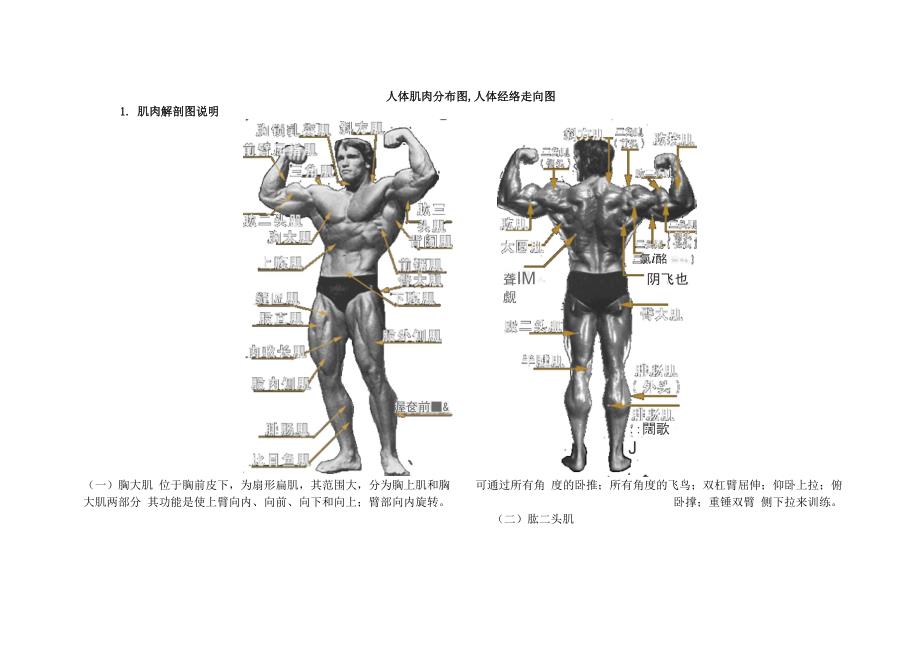 人体肌肉和穴位_第1页