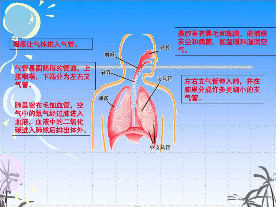 五年级上册科学课件4.2肺和呼吸苏教版共12张PPT_第4页