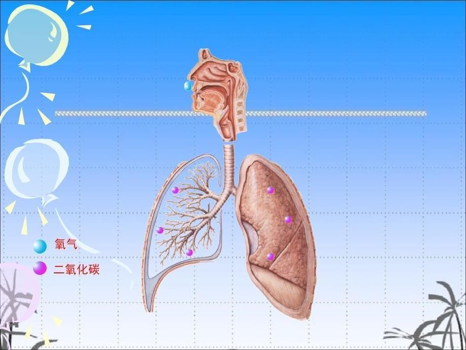 五年级上册科学课件4.2肺和呼吸苏教版共12张PPT_第5页