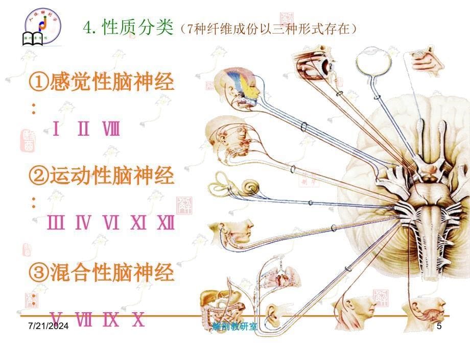 《系统解剖学》教学课件：016－脑神经_第5页