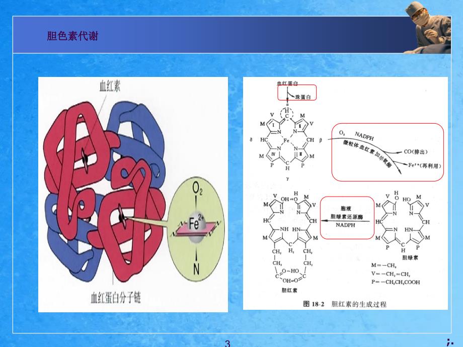 三型黄疸形成的机制ppt课件_第3页