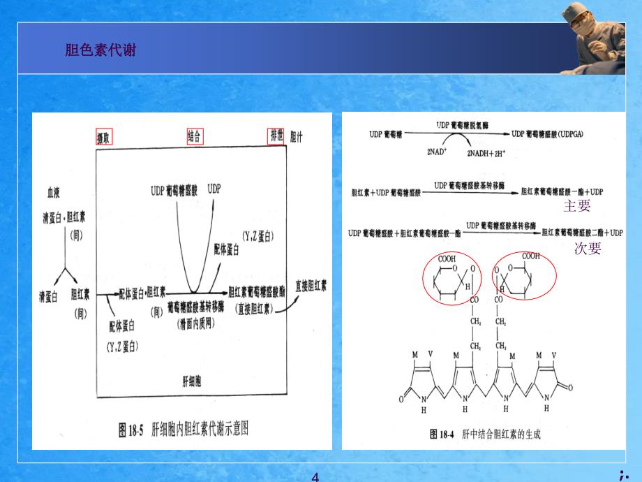 三型黄疸形成的机制ppt课件_第4页