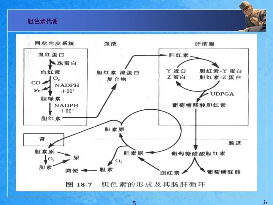 三型黄疸形成的机制ppt课件_第5页