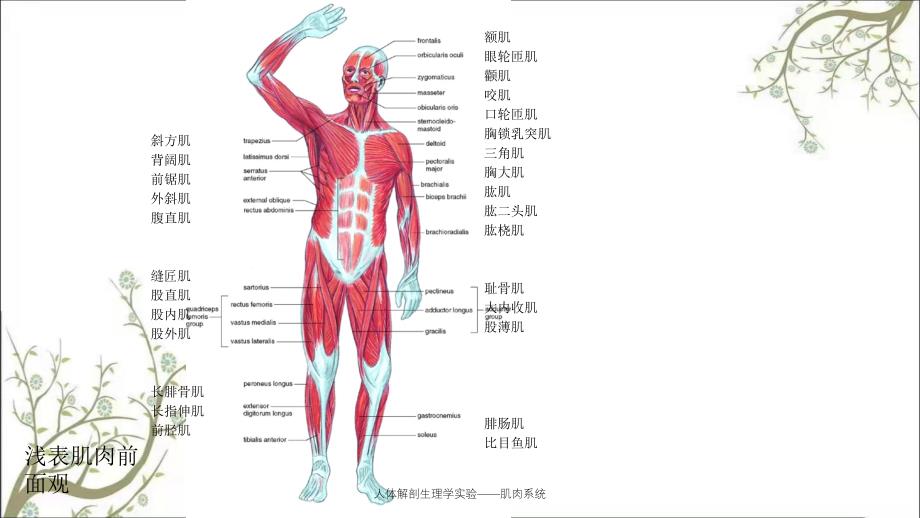 人体解剖生理学实验——肌肉系统_第4页