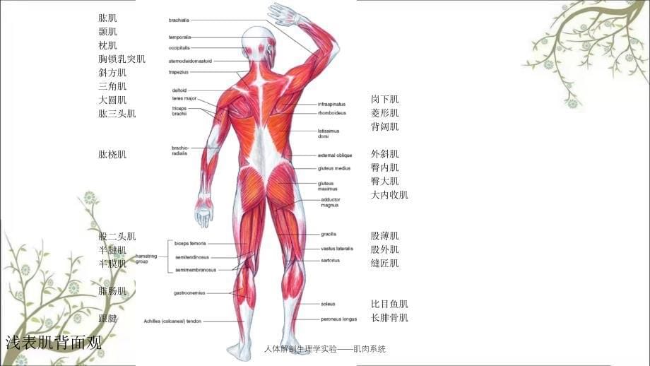 人体解剖生理学实验——肌肉系统_第5页