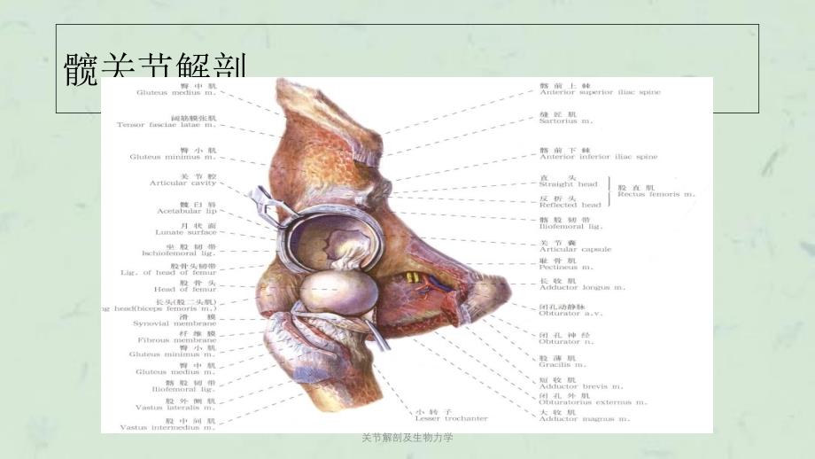 关节解剖及生物力学课件_第4页