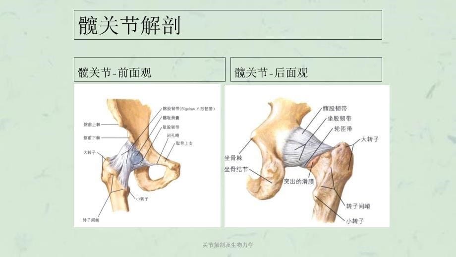 关节解剖及生物力学课件_第5页