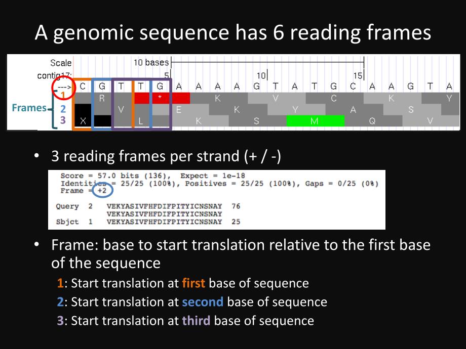 PrimeronReadingFramesandPhase_第2页