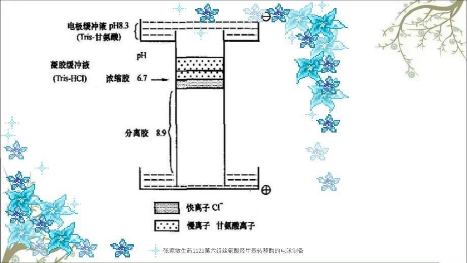 张家敏生药1121第六组丝氨酸羟甲基转移酶的电泳制备_第5页