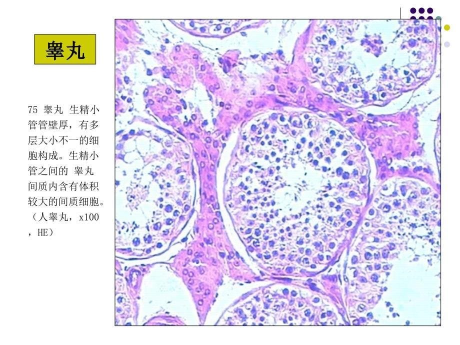 男性生殖系统_第5页