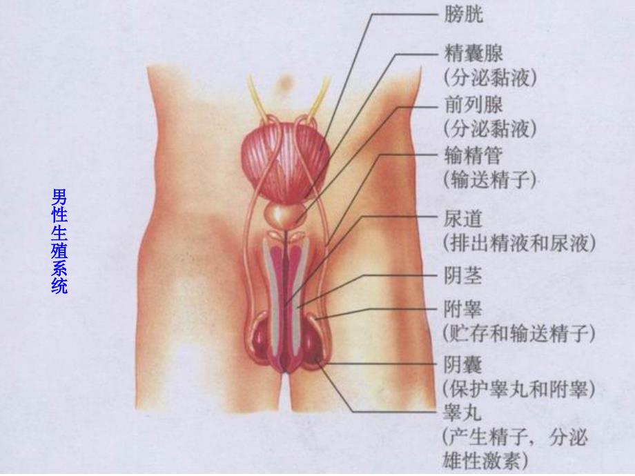 《人的生殖》设计课件_第2页