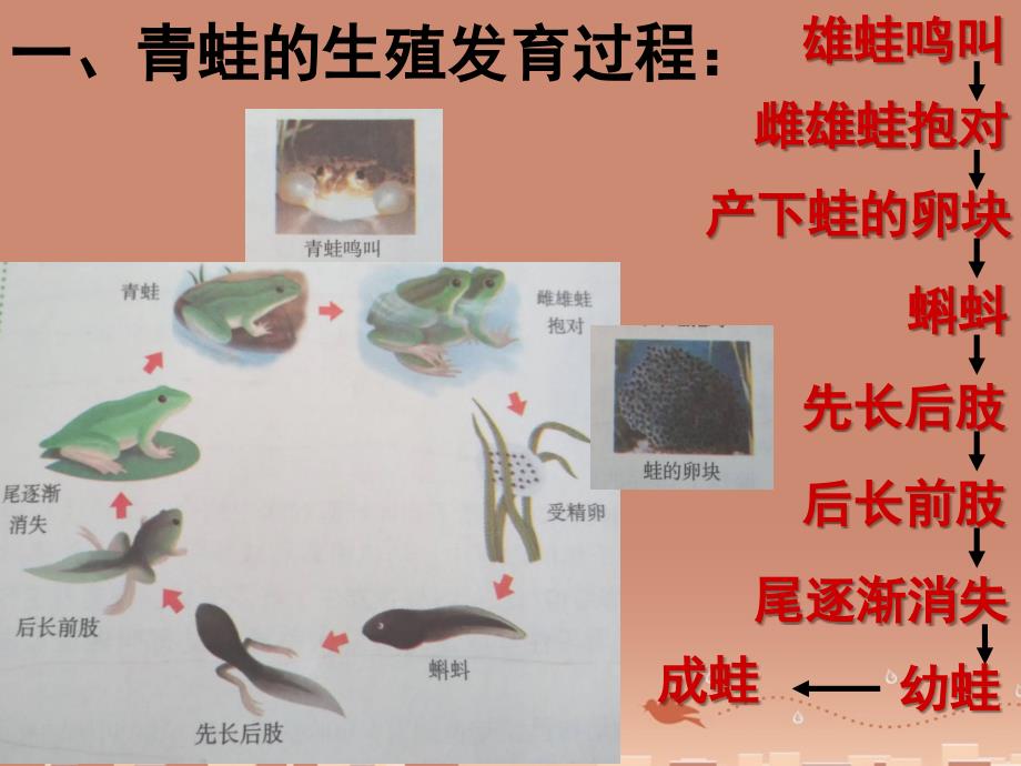 人教初中生物八上第5单元第1章第5节两栖动物和爬行动物PPT课件14_第2页