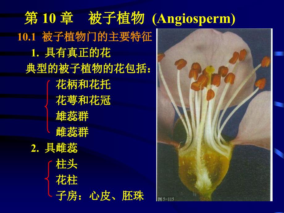 植物学课件：第10章 被子植物(Angiosperm)_第4页