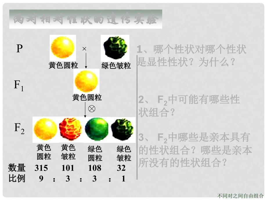 江苏省海头高级中学高中生物 1.2 孟德尔的豌豆杂交实验（二）课件 必修2_第3页