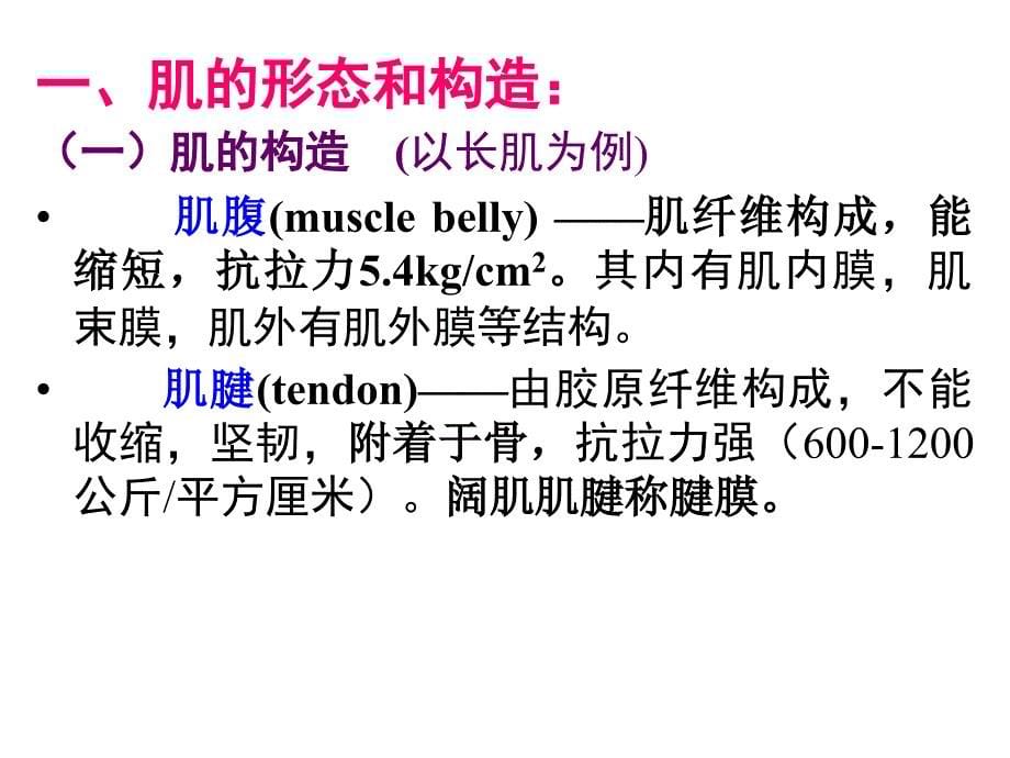 人体解剖学：第6次课 肌学概论+躯干肌+头颈肌_第5页