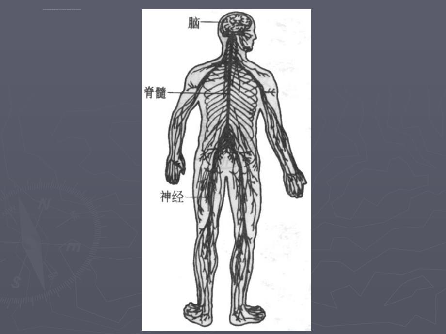 儿童神经系统ppt课件_第3页