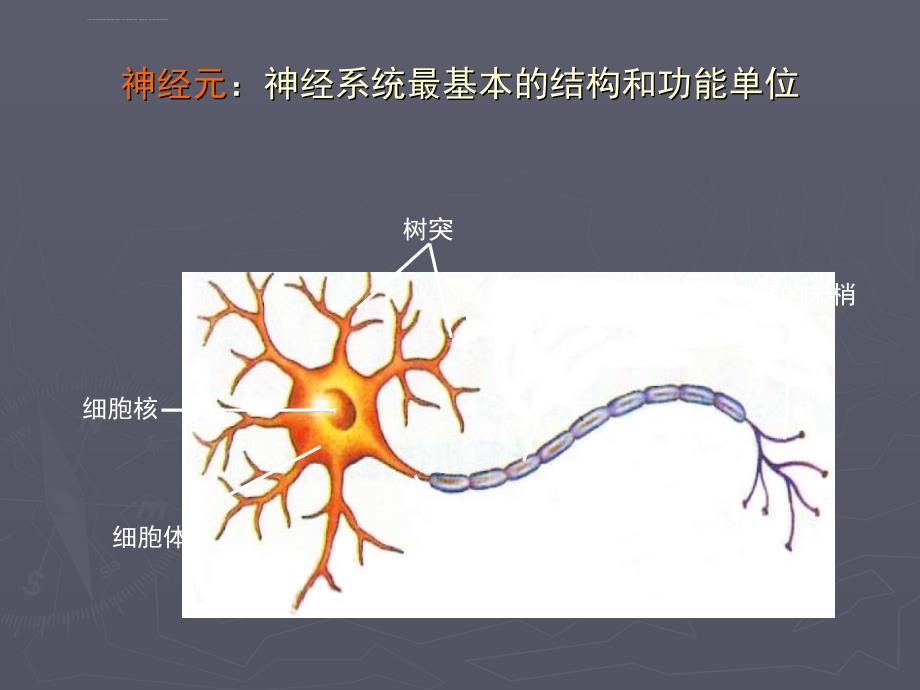 儿童神经系统ppt课件_第4页