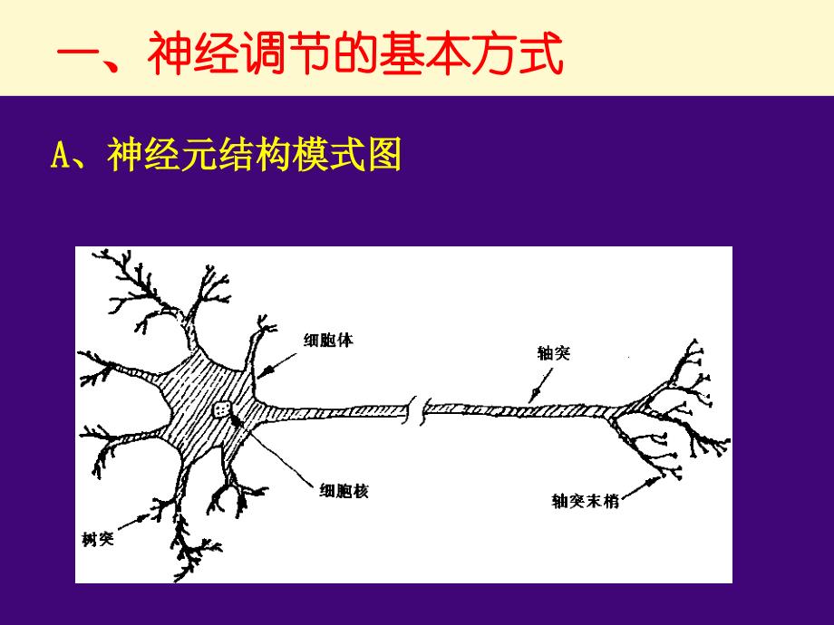 第一节通过神经系统的调节_第3页