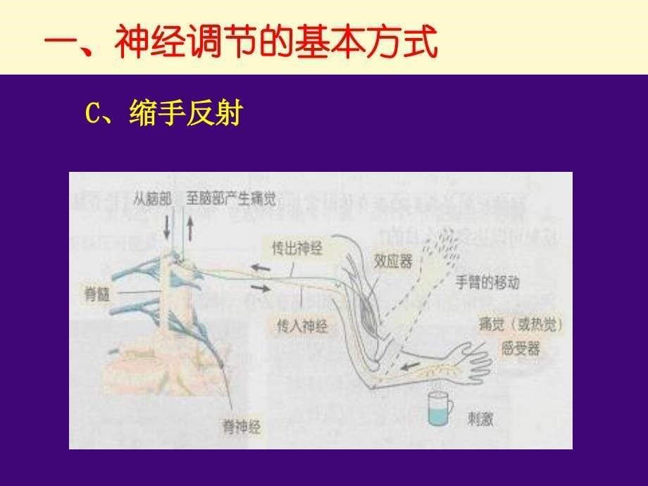 第一节通过神经系统的调节_第5页