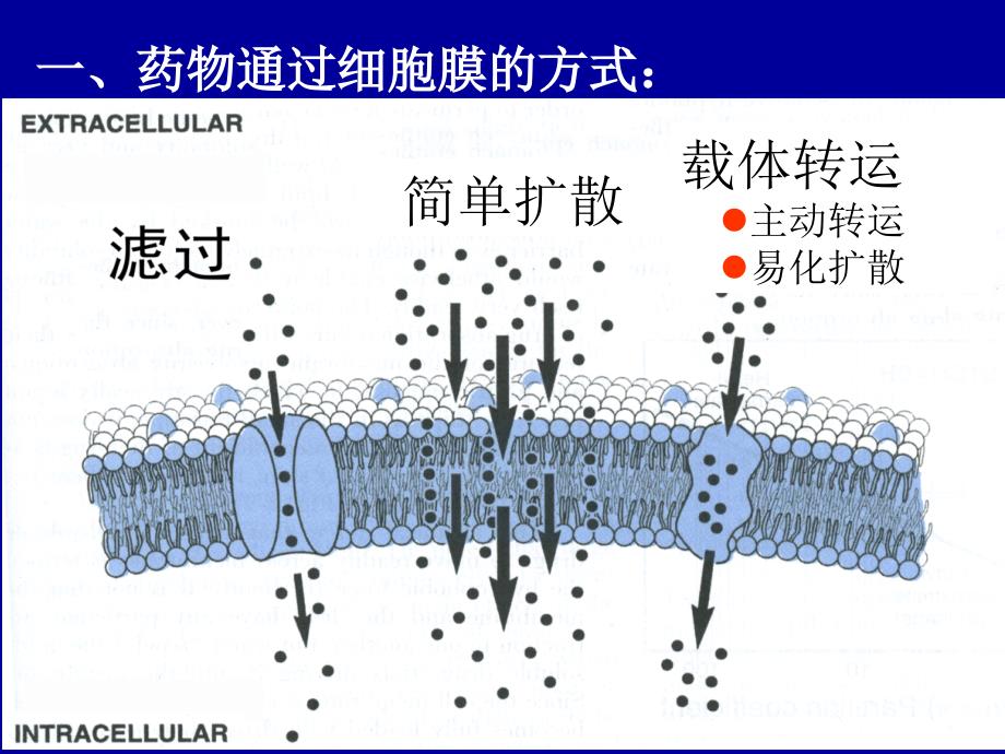 药理学课件：第二章 药物代谢动力学_第4页