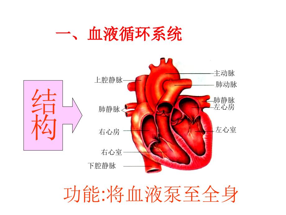 《人体的四大系统》PPT课件_第2页