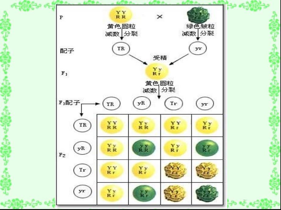 基因的自由组合定律新授_第3页