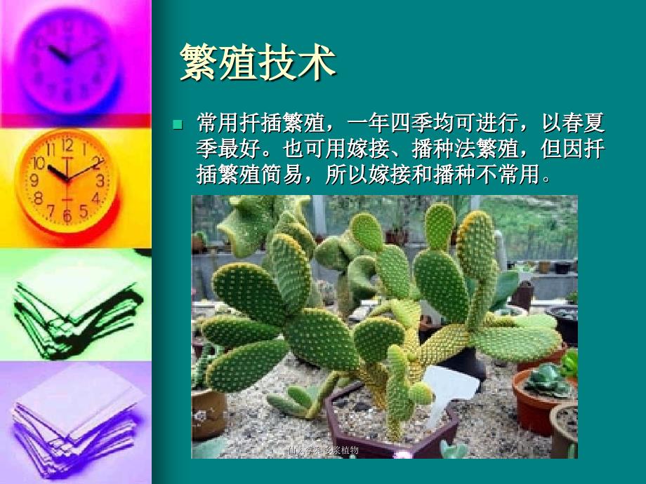 仙人掌和多浆植物课件_第4页