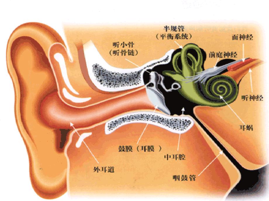 人耳听觉特性(精)_第4页