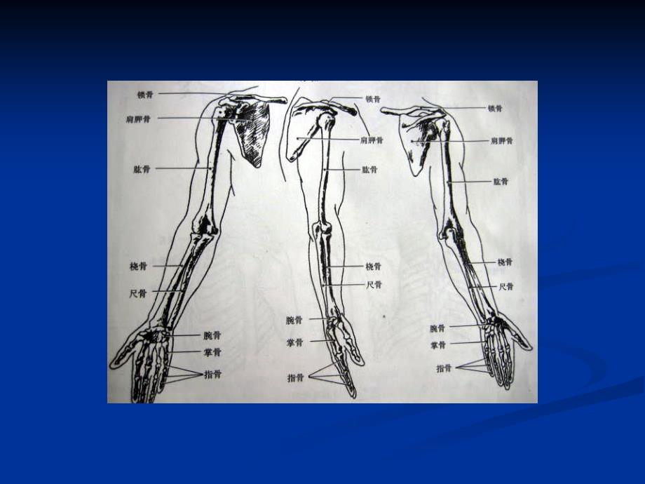 艺用解剖学第四章上肢.ppt_第2页