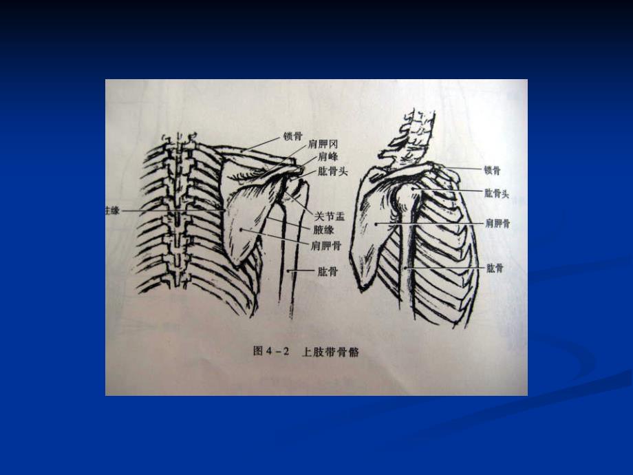 艺用解剖学第四章上肢.ppt_第4页