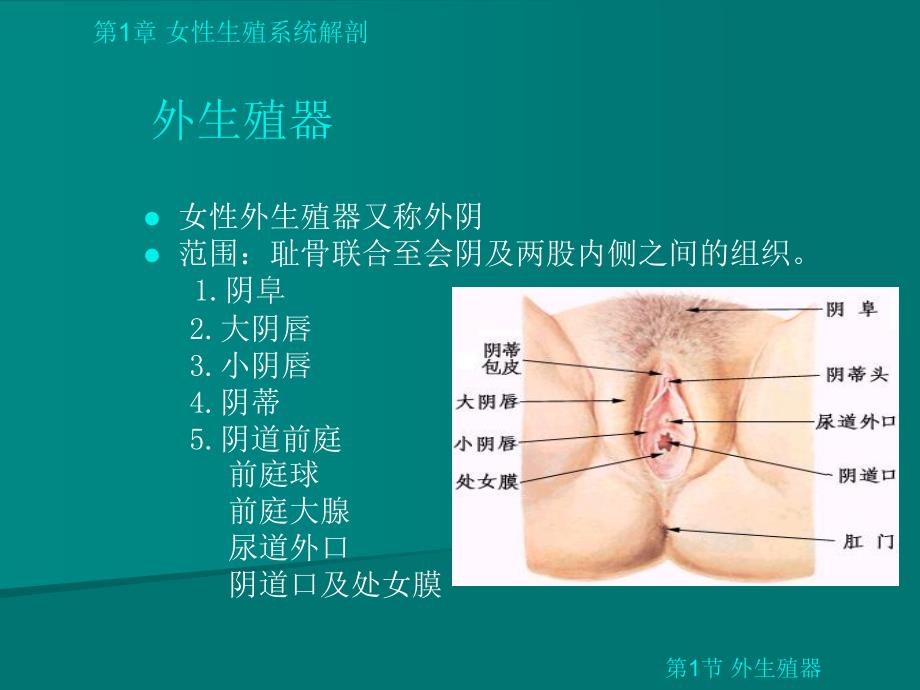 女性生殖系统详细解剖图_第3页