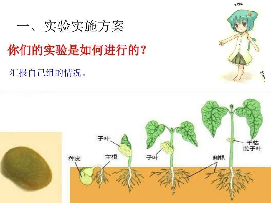 教科版科学五上《种子发芽实验(二)》PPT课件4.ppt_第5页