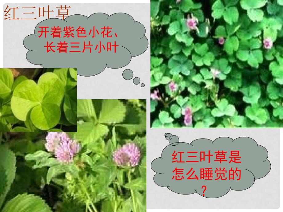 三年级语文上册 第三单元 植物的睡眠课件5 西师大版_第4页