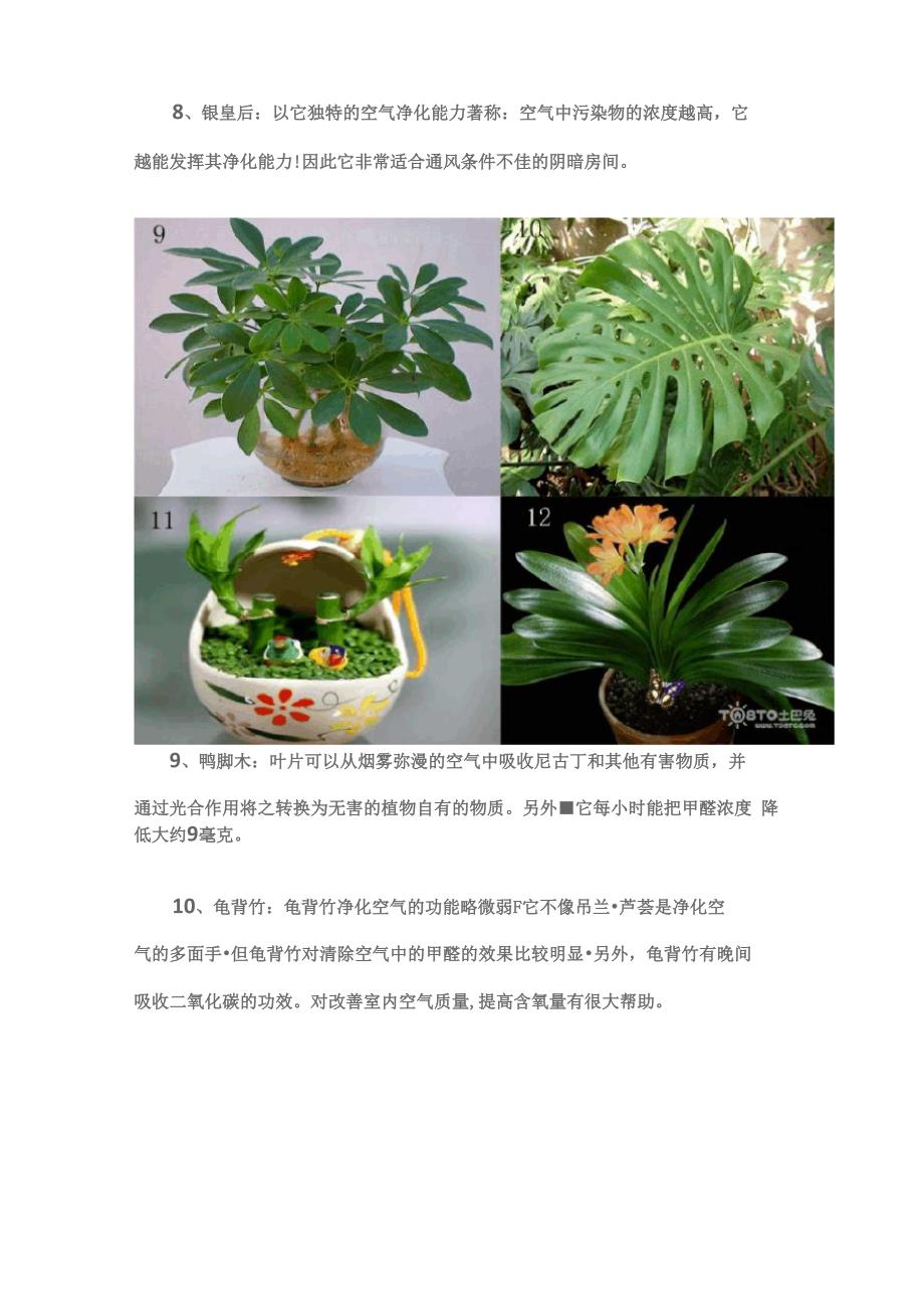 常见20种净化空气的室内植物_第4页