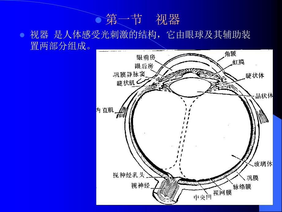 第十一章感觉器官_第3页