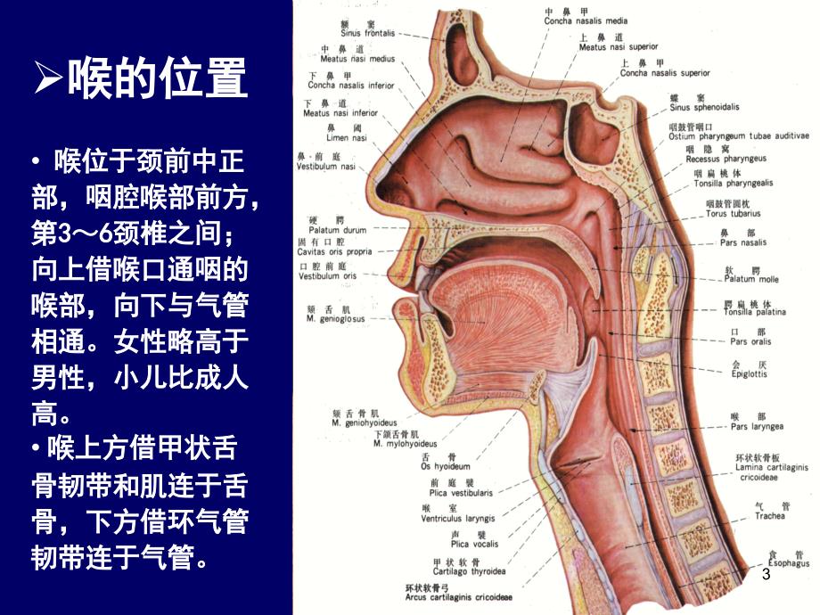 （优质课件）喉部断层_第3页