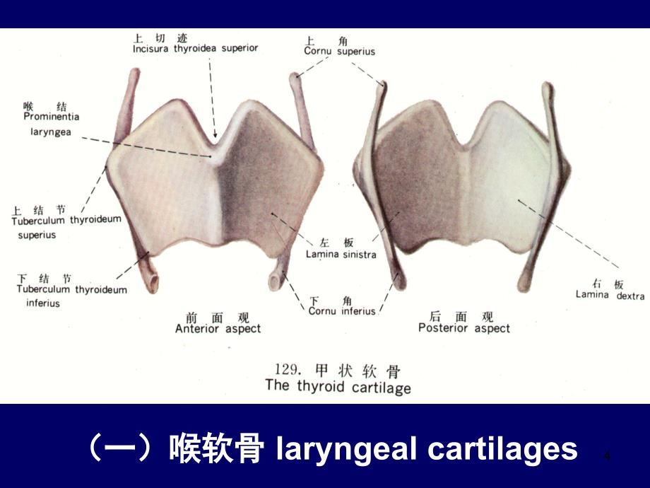 （优质课件）喉部断层_第4页