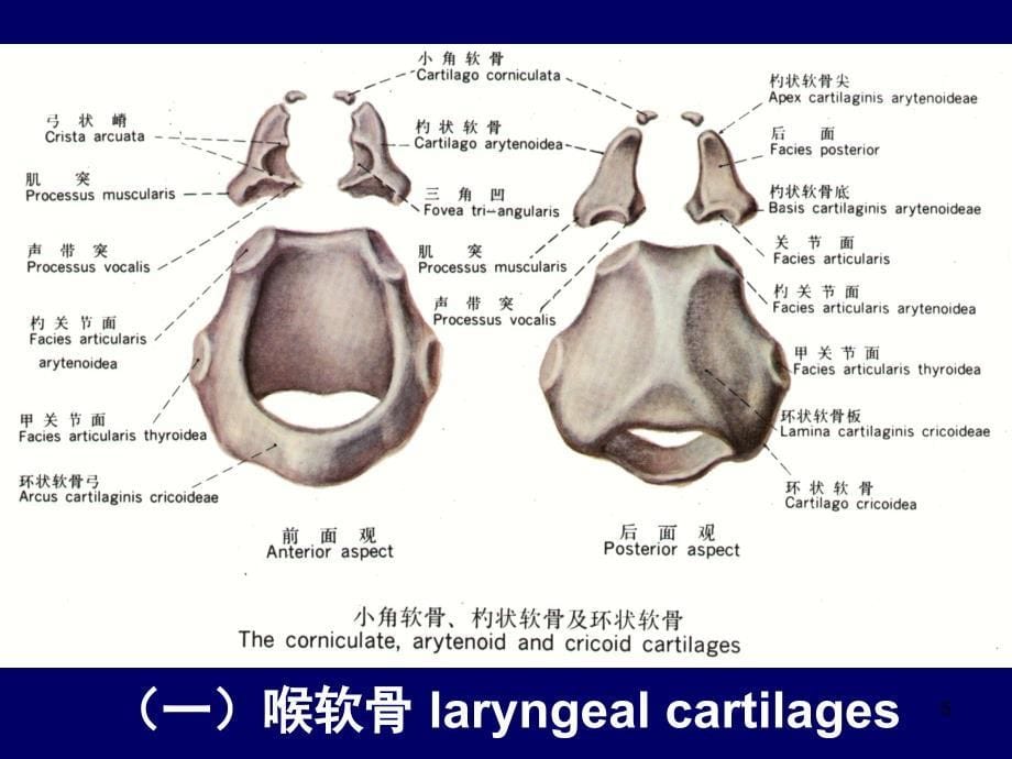 （优质课件）喉部断层_第5页