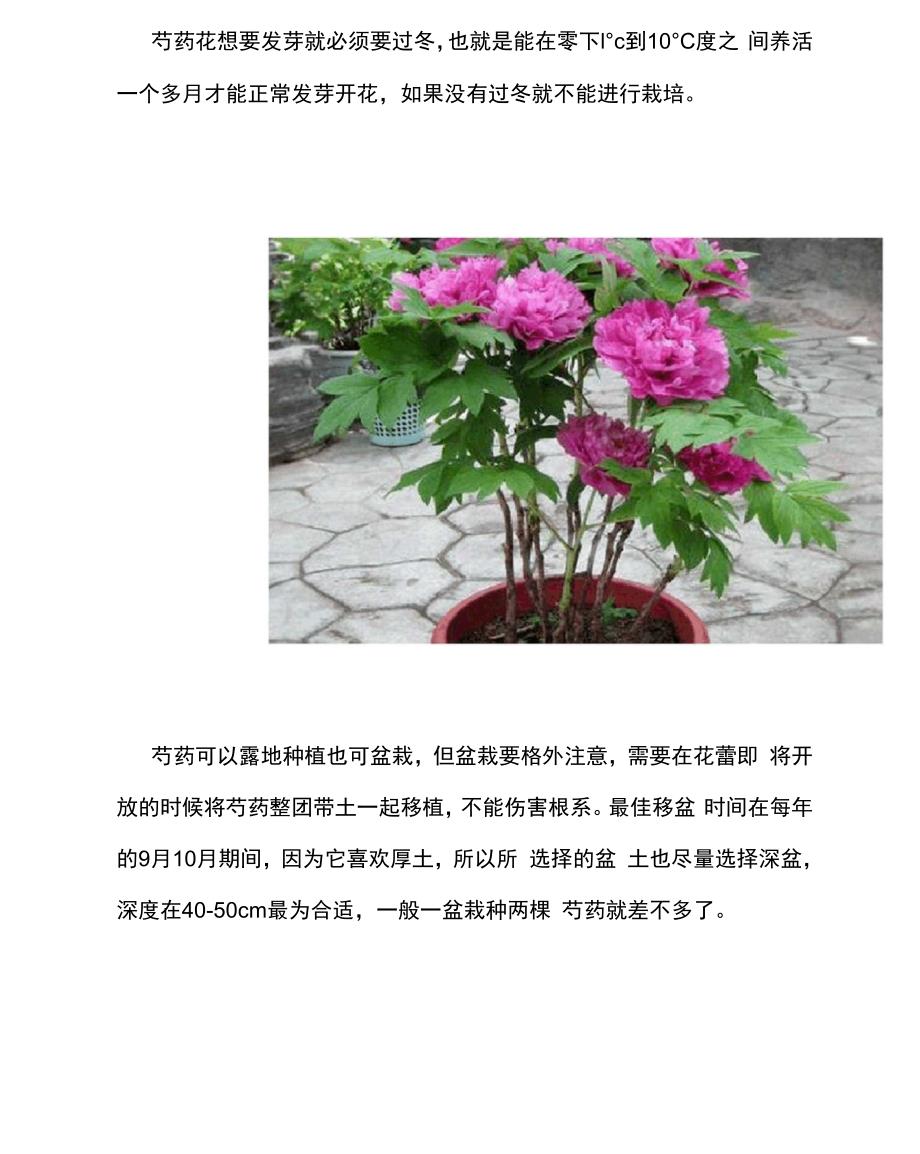 芍药花一年四季的养护方法芍药花养护好花朵才能大_第3页