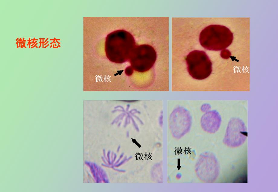 遗传毒性评价_第4页