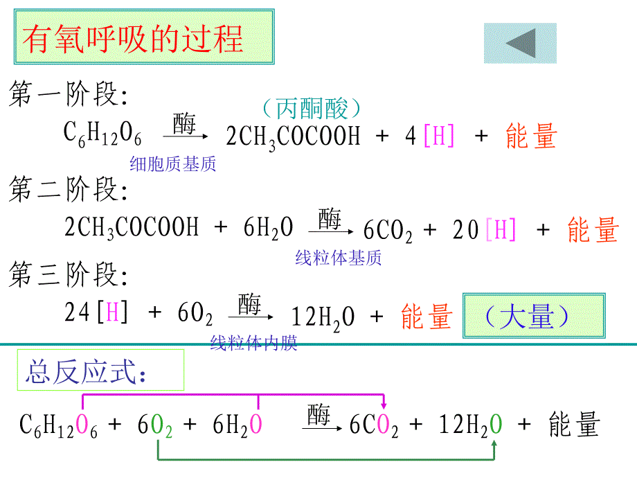 酵母菌细胞呼吸方式_第2页