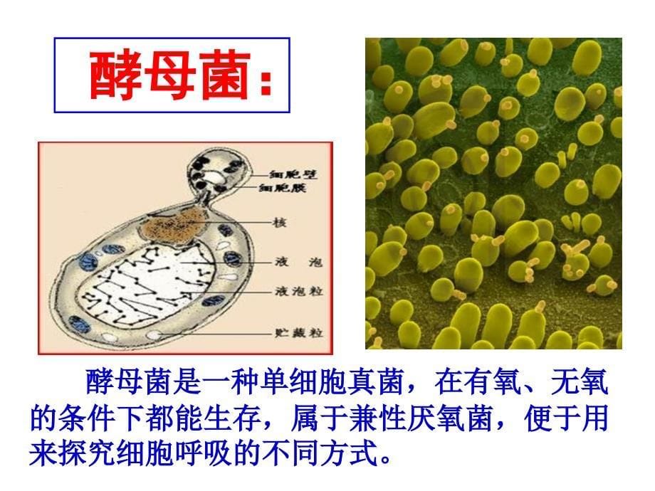 酵母菌细胞呼吸方式_第5页