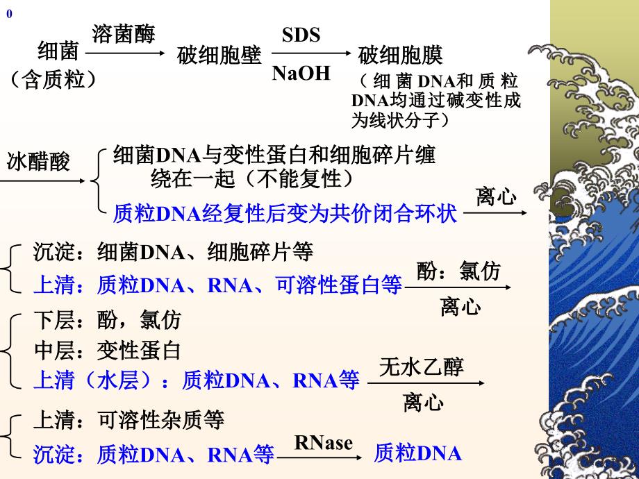 浙江大学生物化学实验甲质粒DNA的小批量提取与鉴定_第3页