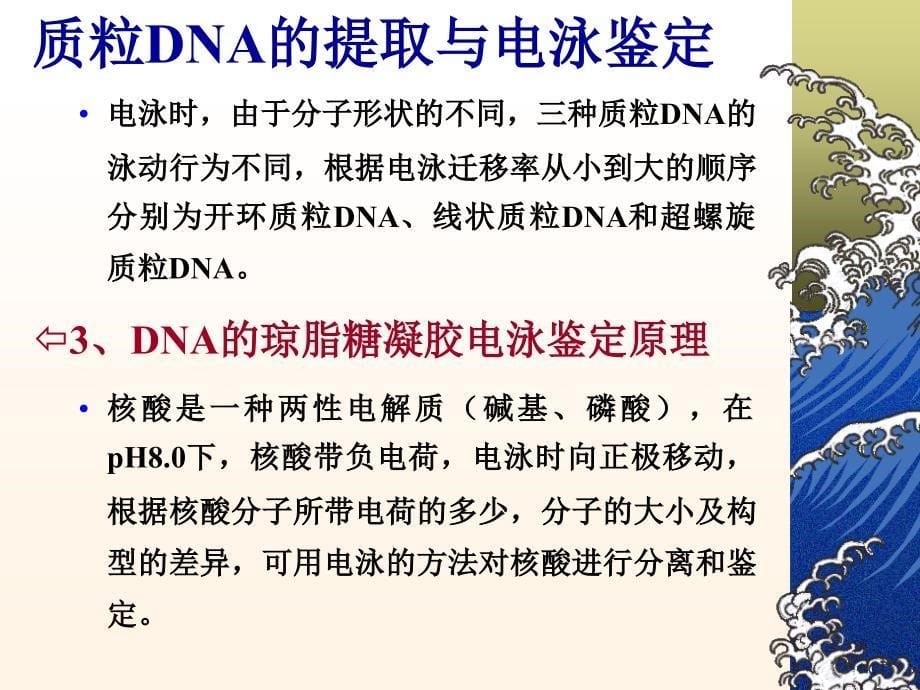 浙江大学生物化学实验甲质粒DNA的小批量提取与鉴定_第5页