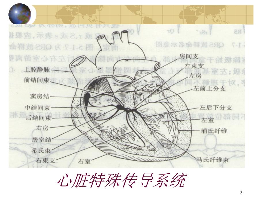 心律失常ppt课件_第2页