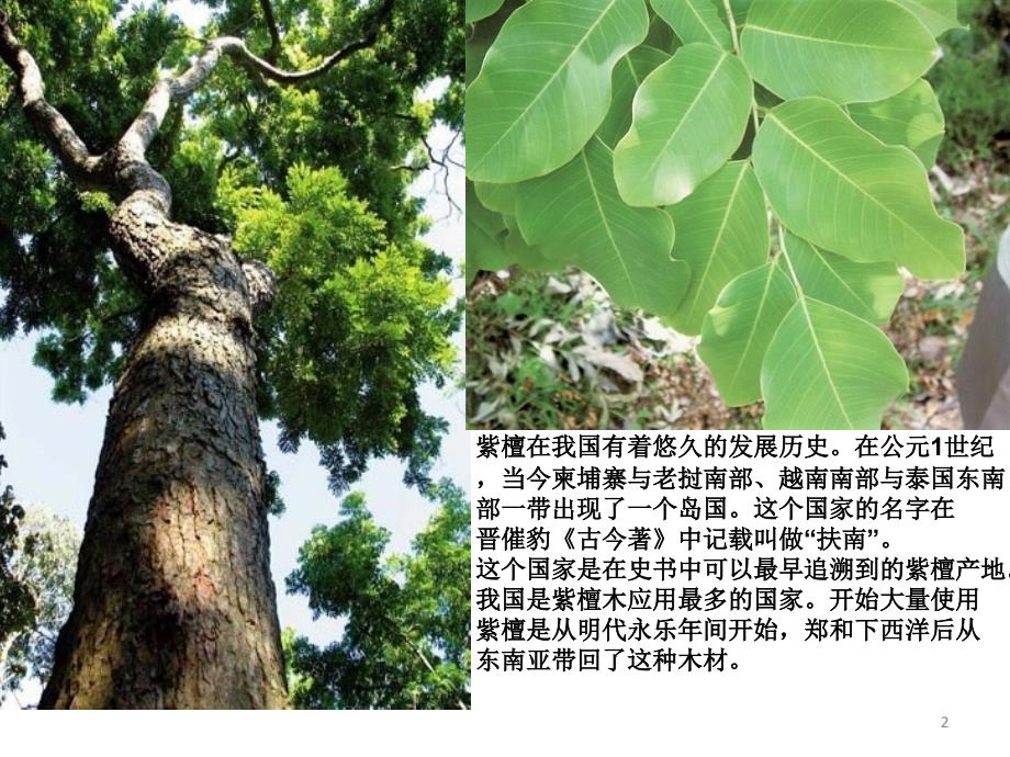 植物介绍实践课之后的讲解2_第2页