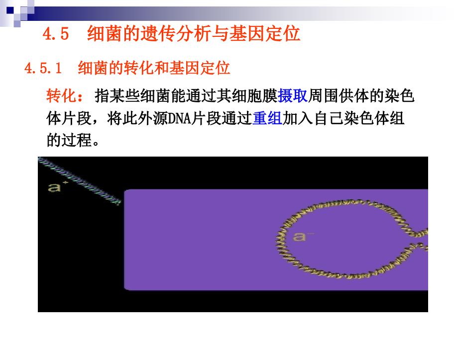 第4章遗传的制作和基因定位下2_第1页