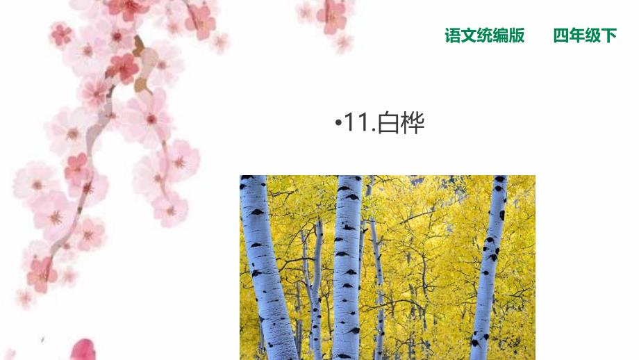 部编人教版四年级下册语文11白桦ppt课件_第1页